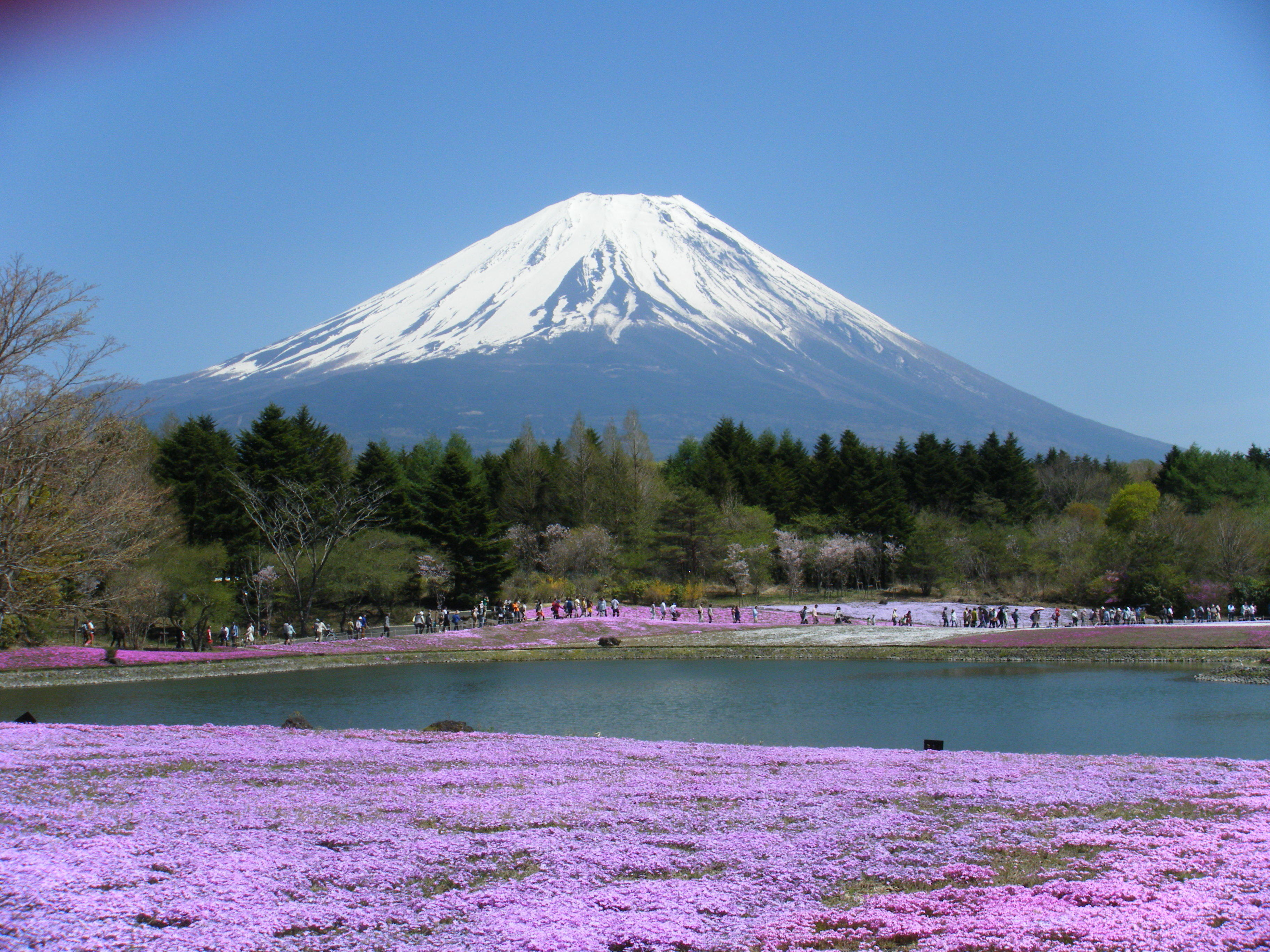 世界遺産富士山と芝桜_201704-06