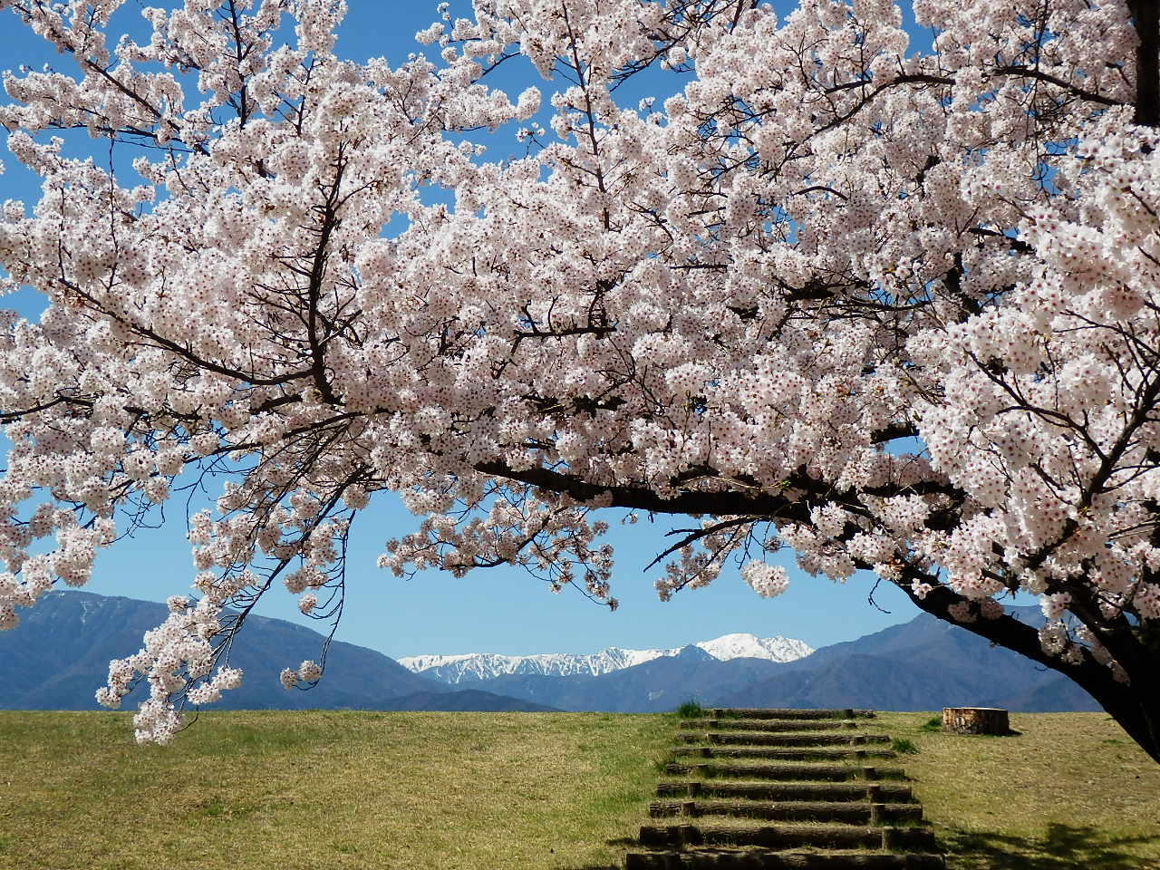 信玄堤と桜_201704-06