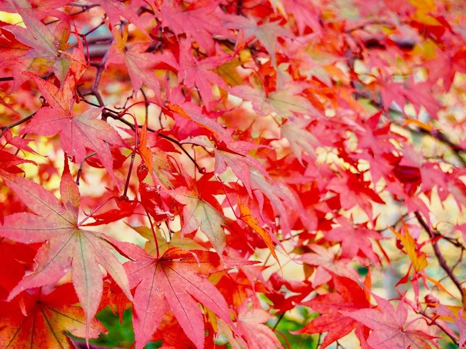 大山の紅葉_201711-12